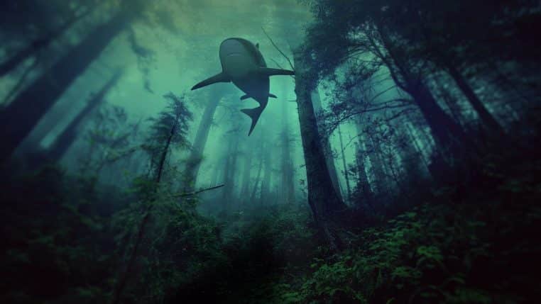 Composition sous-marine avec silhouette de requin en eau verte.