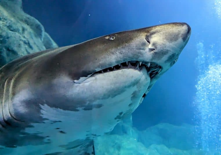 Gros plan de tête de requin avec dents apparentes.