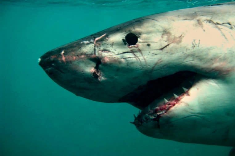 Requin nageant en pleine mer vu de dessous.