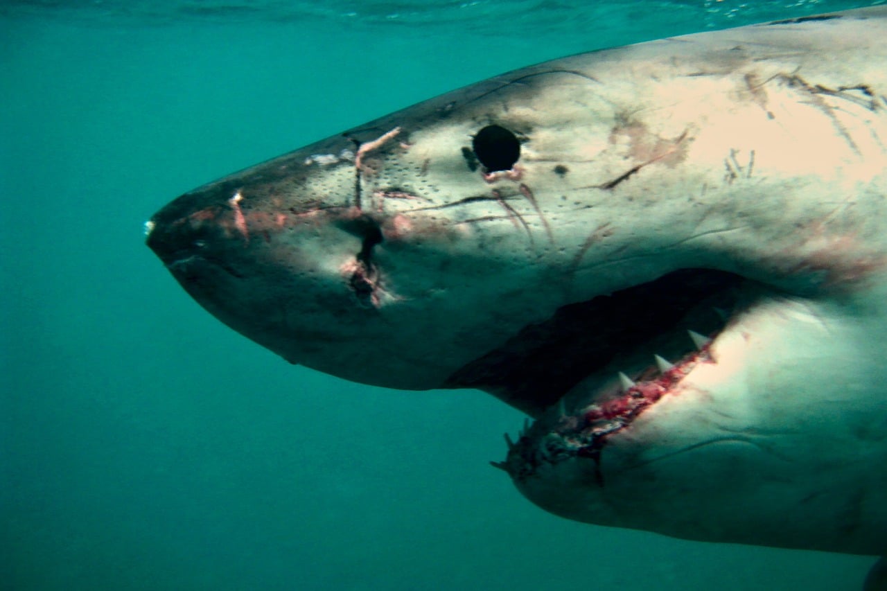 Requin Riviere Ces 10 requins rôdent près des côtes françaises, certains nagent à ...