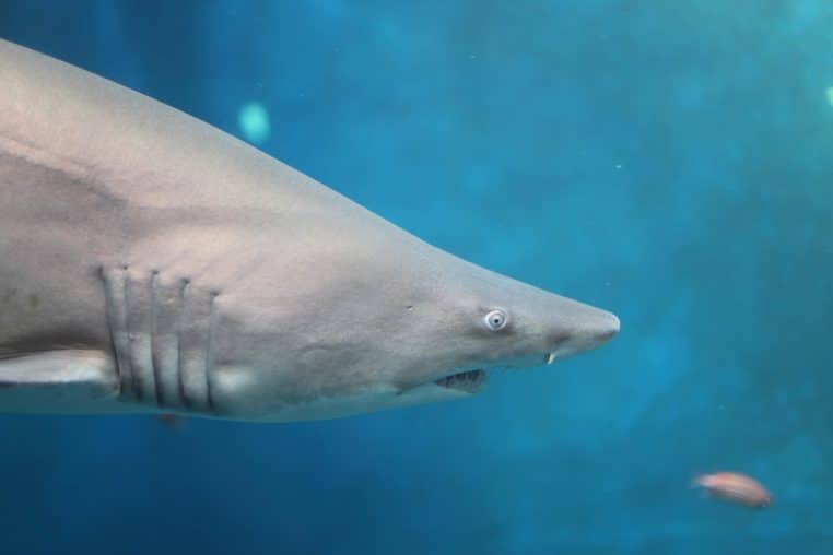 Requin nageant en eau libre, lumière diffuse venue de la surface.