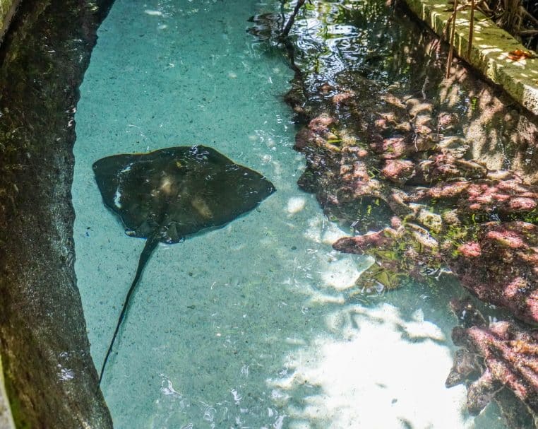 Raie pastenague ondulant juste au-dessus du fond sableux.