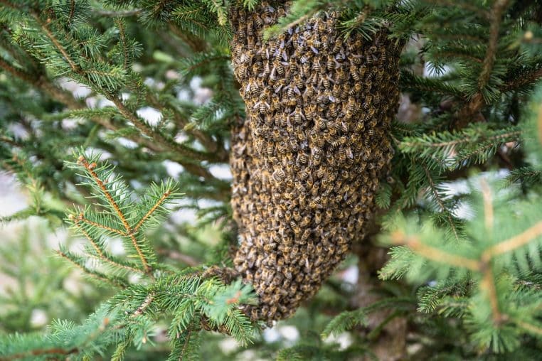 Gros plan d’un essaim d’abeilles en grappe.