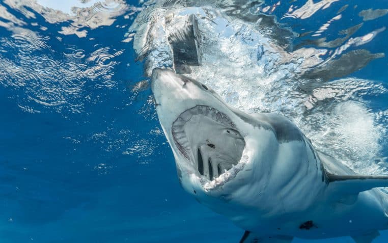 Violente attaque de requin aux Bahamas