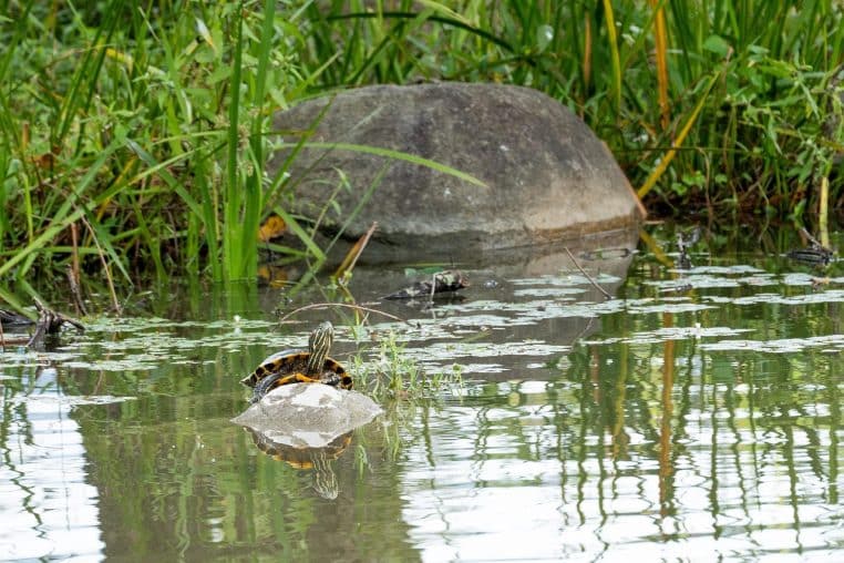 Tortue de Floride posée au bord d’un étang