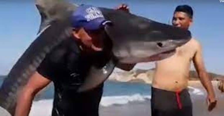 un homme capture requin a main nuss