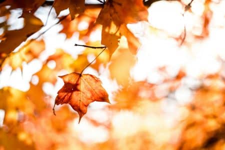 Feuille jaune