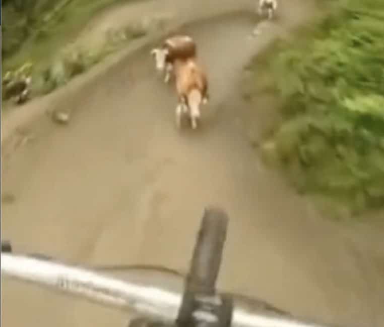 Vache vtt