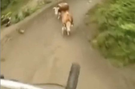 Vache vtt
