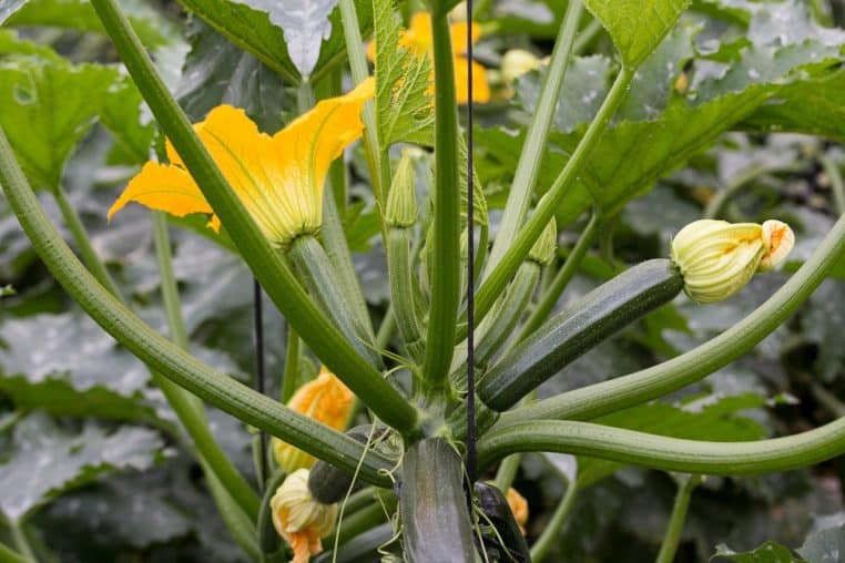 Courgette verte avec fleur jaune en gros plan dans un potager.