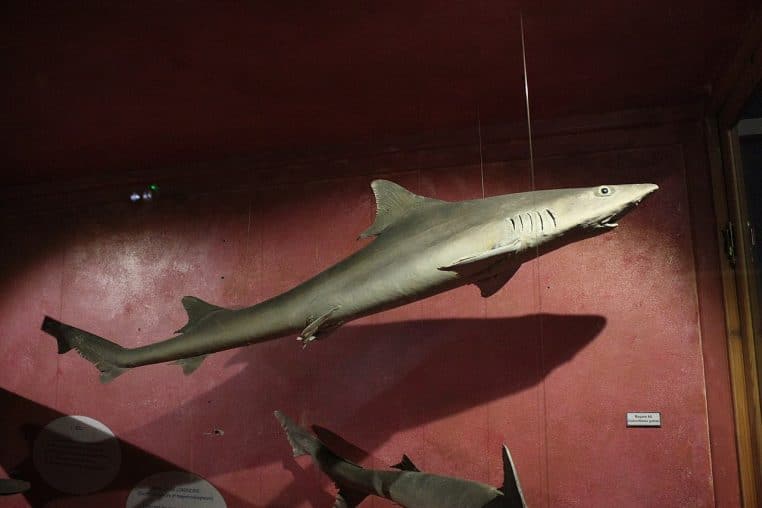 Spécimen de requin hâ en exposition, gros plan de la tête.