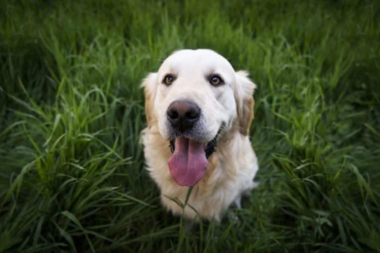 dog, pet, animal, cute, golden retriever, grass, meadow, nature, tongue out, happy dog, portrait, dog portrait, dog, dog, dog, golden retriever, golden retriever, golden retriever, golden retriever, golden retriever, happy dog, happy dog, happy dog, happy dog