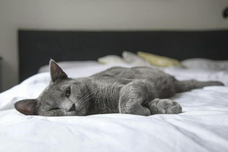 A gray cat peacefully resting on a bed in a cozy indoor setting. Perfect depiction of relaxation.