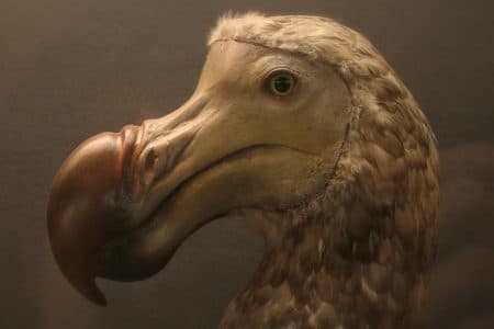 dodo