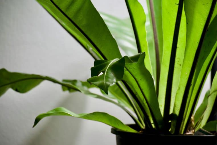 Plante aspidistra