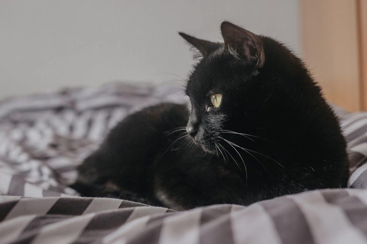 Votre chat dortil dans votre lit ? Voici ce que ça signifie vraiment — free download