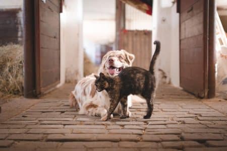 dog, cat, pet, pets, domestic, animal, stable, nature, friends, farm, animals