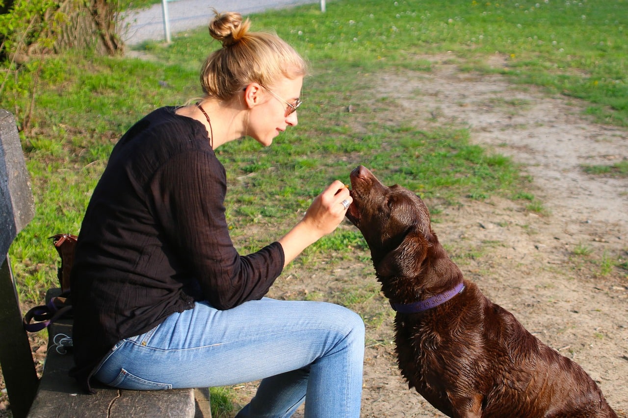 human, nature, animal, pet, dog, dog owner, reward, feeding