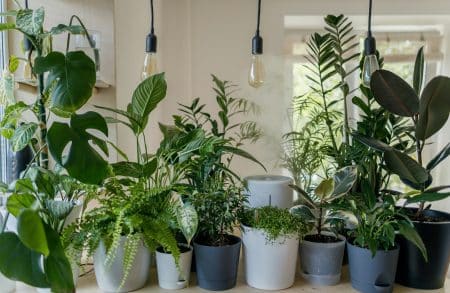 Plantes