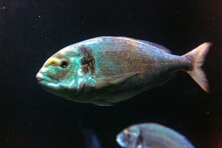 Vue d’un bassin à l’Aquarium de Paris.