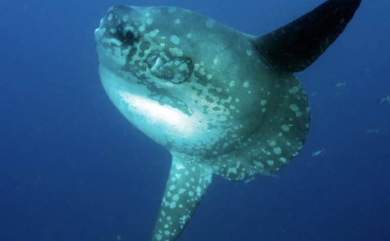 Californie poisson-lune créature marine rare actualité