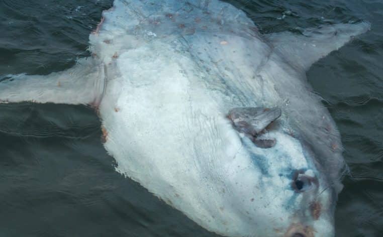 Californie poisson-lune créature marine rare actualité