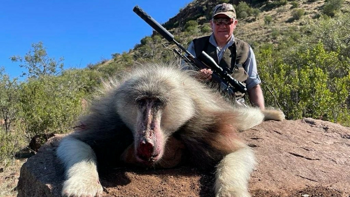 Chasseur Babouin Trophee