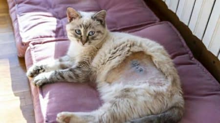 Chatte-Meine-Cicatrice