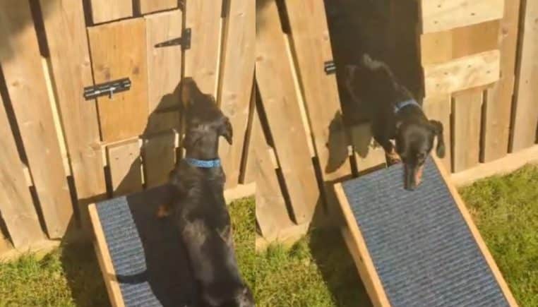 Ils construisent une porte dans leur clôture pour que leurs chiens se retrouvent