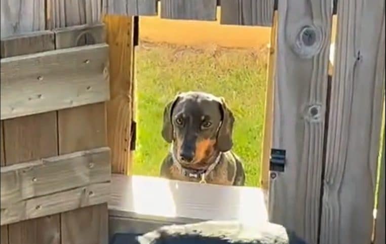 Ils construisent une porte dans leur clôture pour que leurs chiens se retrouvent