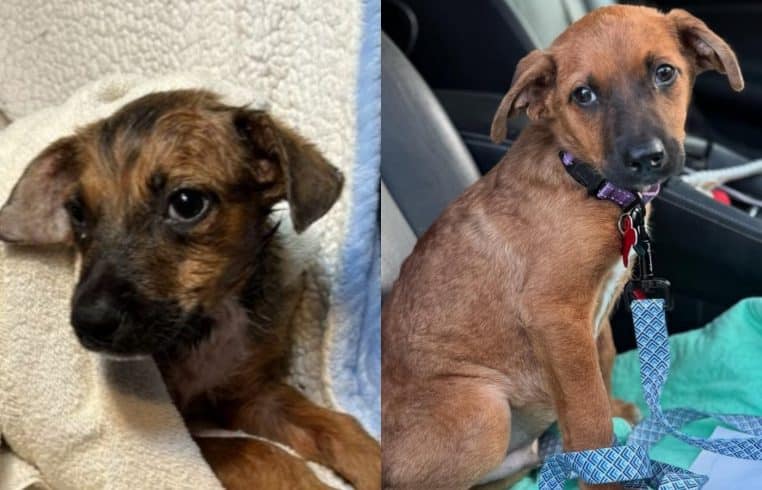 Chiot abandonné avant / après