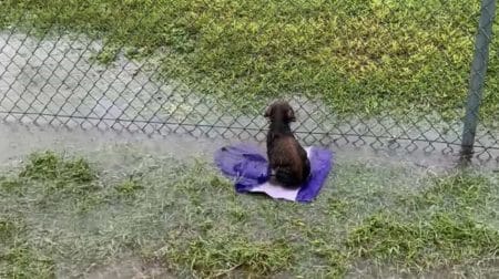 Chiot abandonné