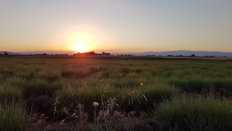 Champ de lavande violet à Valensole avec soleil rasant.