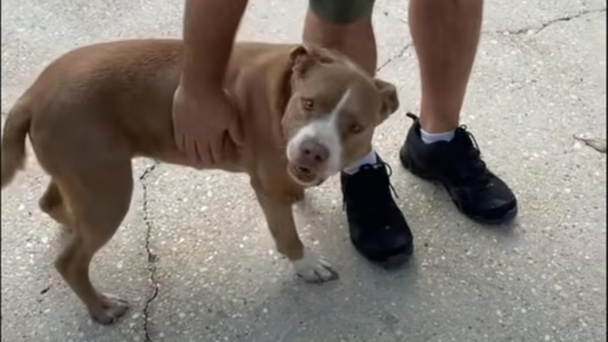 Couple Chien Intervention