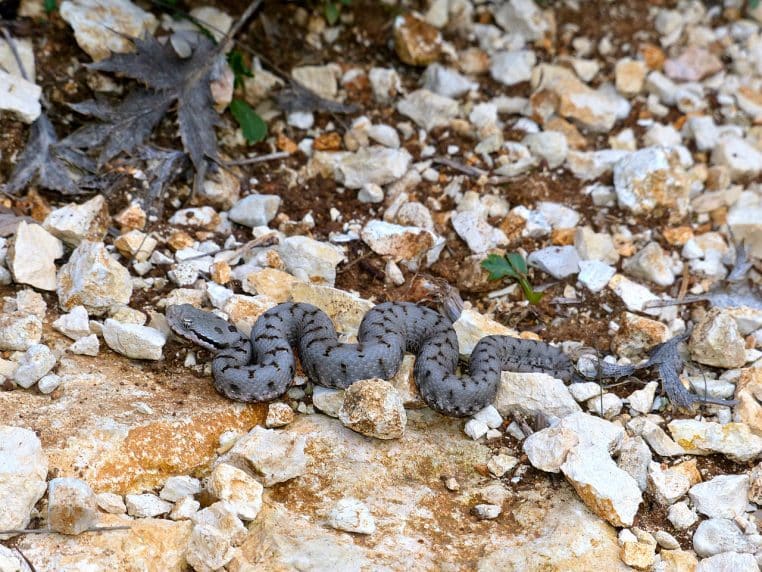 vipère aspic juvénile posée sur des feuilles