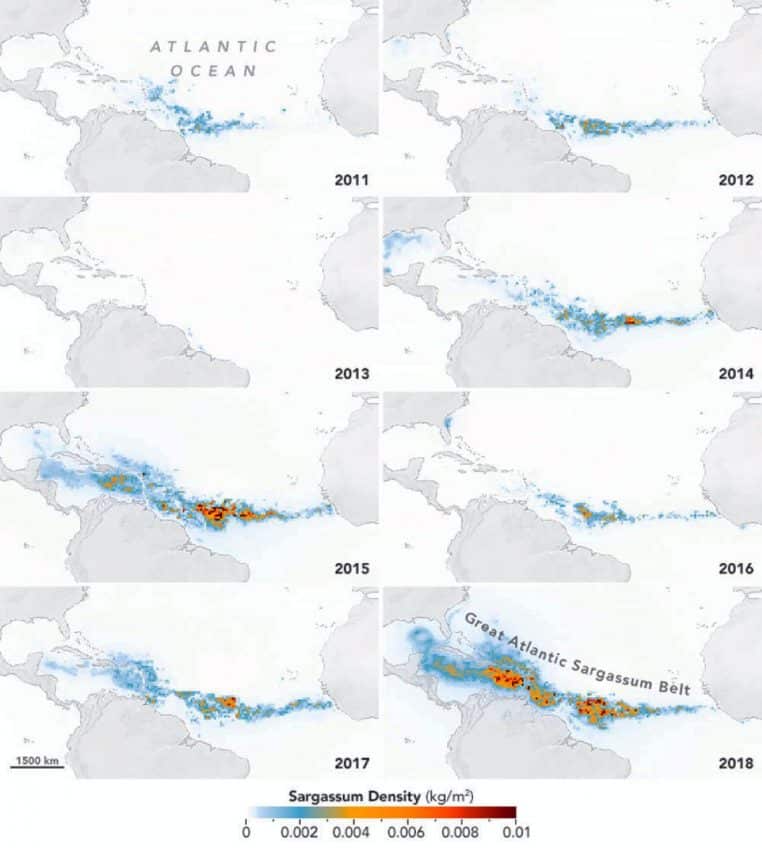 carte satellite montrant un ruban de sargasses à travers l’Atlantique