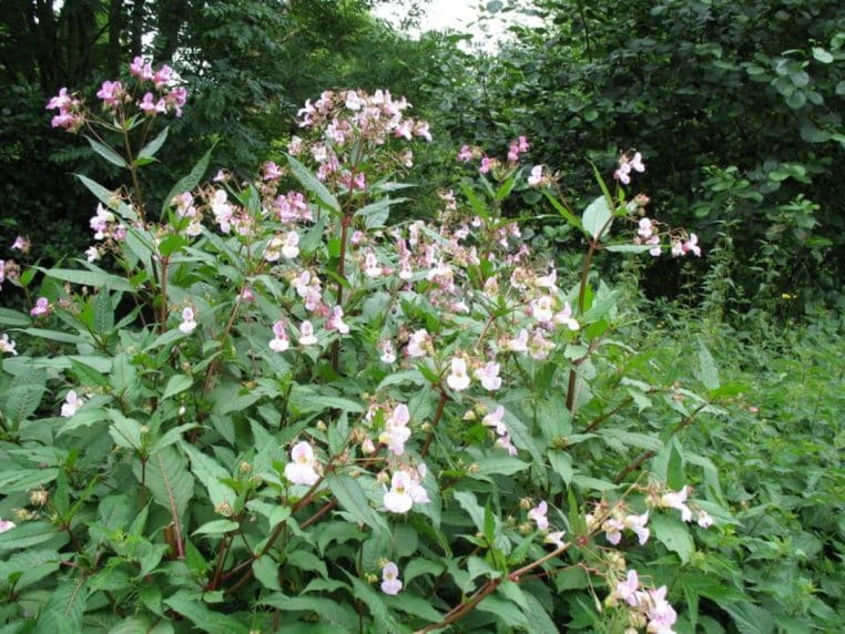 Balsamine de l’Himalaya dominant une berge de rivière : un paysage séduisant qui masque un désastre écologique.