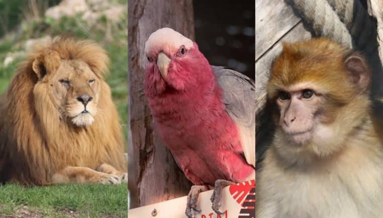 Zoo refuge la Tanière, dans l'Eure-et-Loir