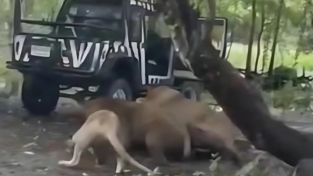 Lions Devorent Gardien