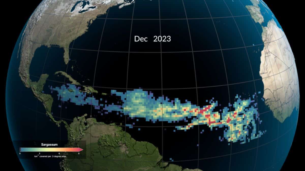 carte thermique montrant les concentrations de sargasses 2018-2023