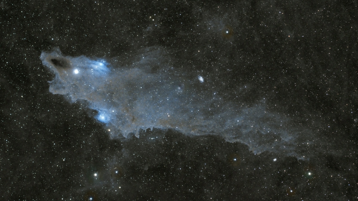 Requin Nebuleuse Image