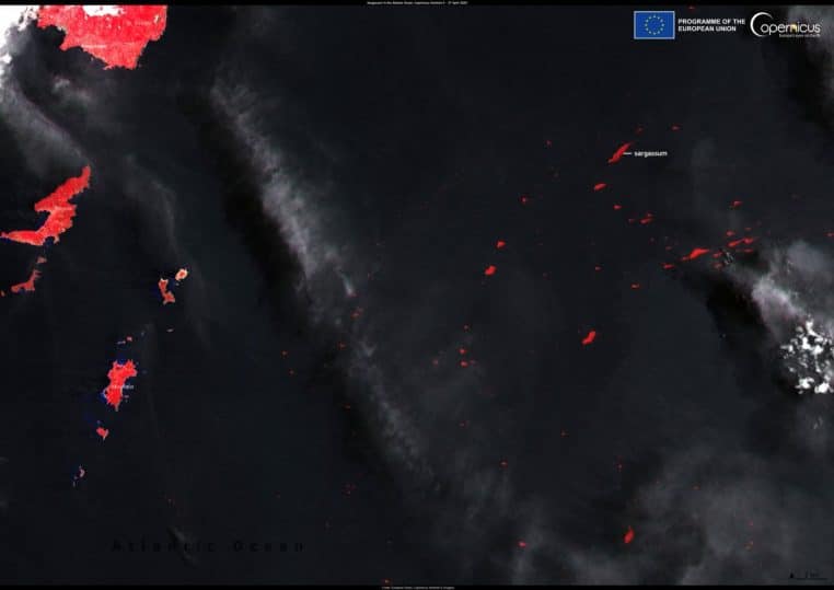 image satellite des nappes de sargasses près des Grenadines en 2025