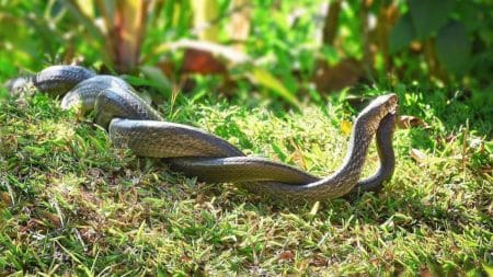 Serpents Jardin