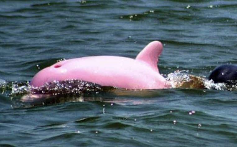 dauphin albinos informations