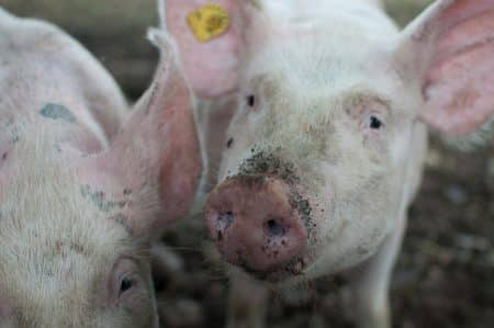 Annulation de la Fête du cochon