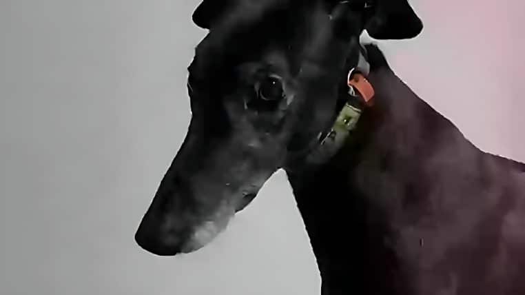 Un Australien mordu par son chien dans son sommeil