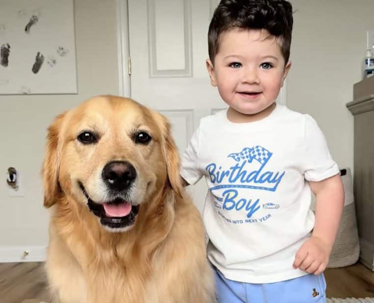 Golden retriever Beau et Frankie