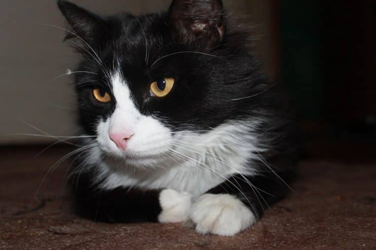 Chat allongé sur un plaid dans un salon.
