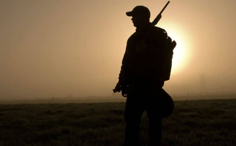 chasseur sanglier actus