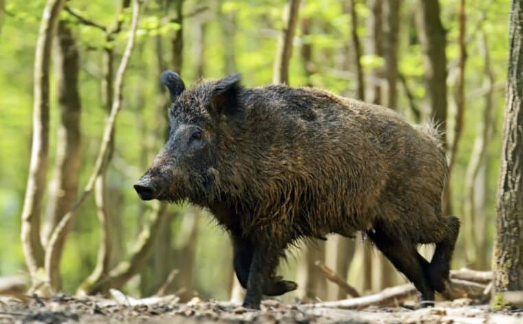 chasseur sanglier actus